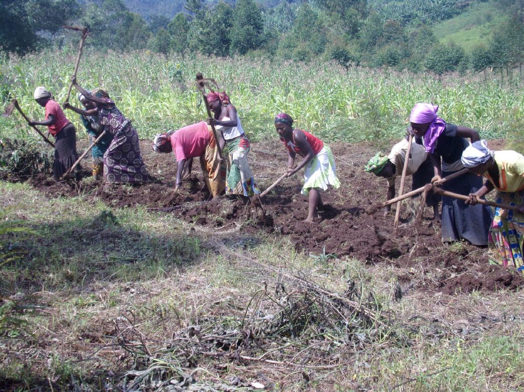 Feldarbeit der Frauen